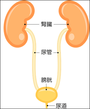 泌尿器イラスト