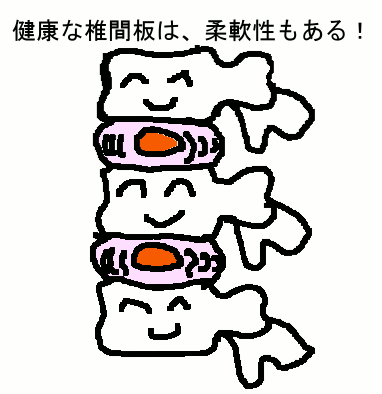 若い椎間板