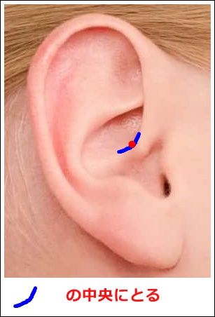 耳ツボ小腸の位置