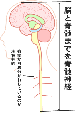 脊髄神経と末梢神経の説明