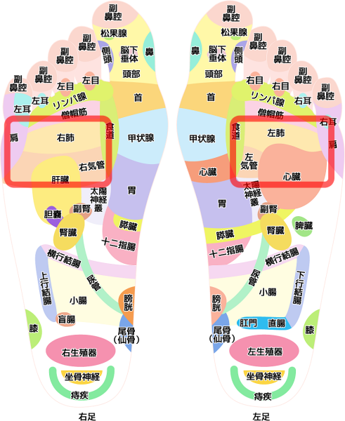 肺・気管 足つぼ