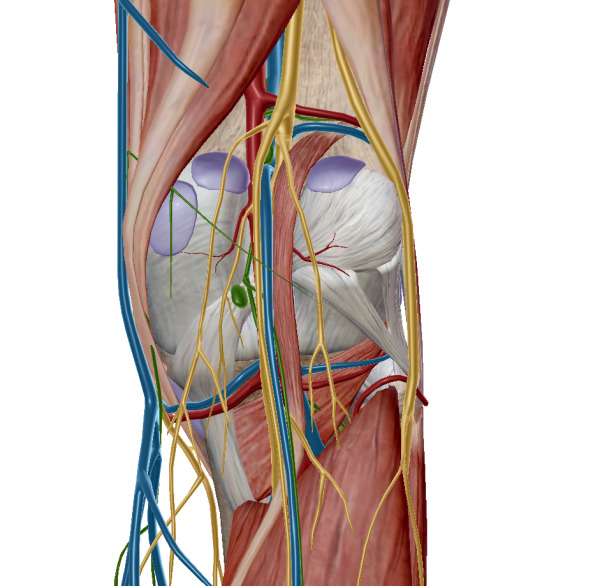 膝窩の解剖図