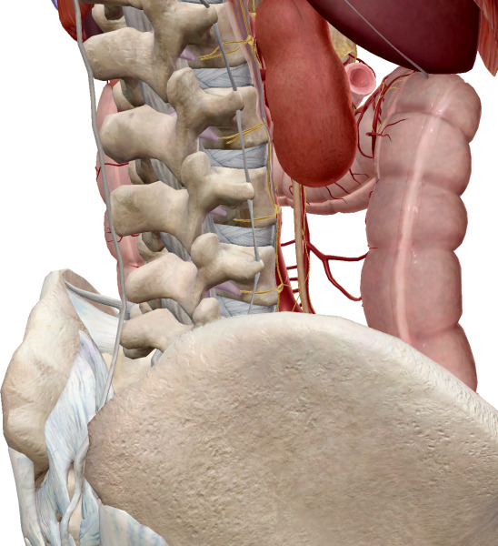 腰部自律神経の位置