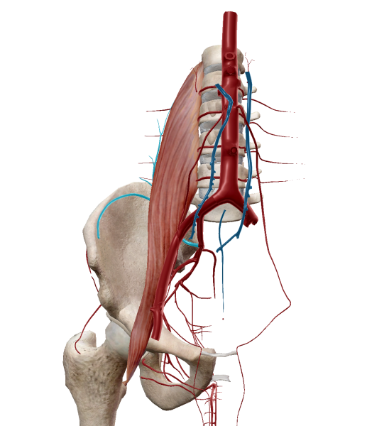 大腰筋と腸骨動脈の関係
