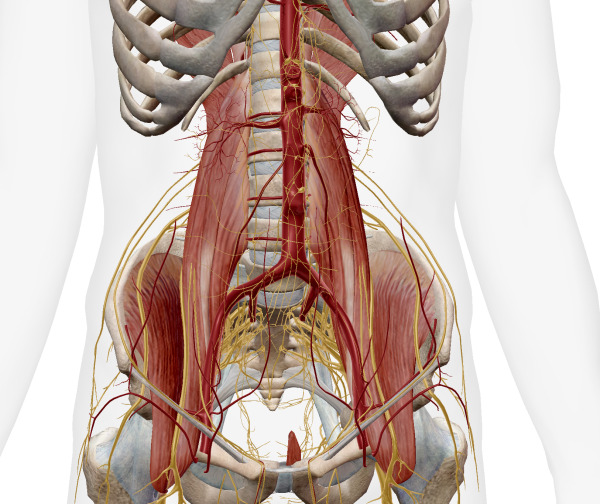 大腰筋と腹部大動脈
