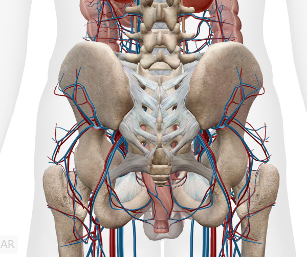 骨盤の動静脈