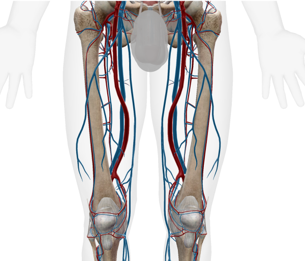 大腿部の動静脈