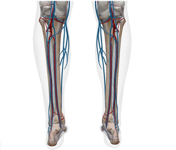 下腿の動静脈