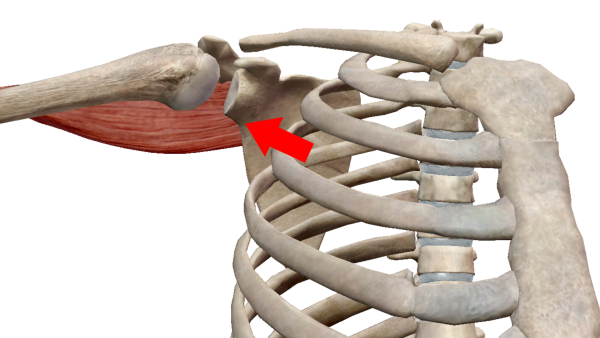 屈曲位での肩甲骨の位置