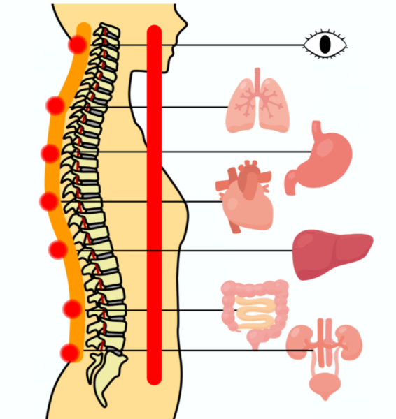 背中のツボと自律神経