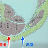 腎兪と志室の刺入断面図