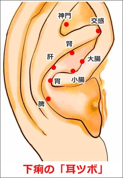図解 下痢の耳ツボ 画像はこちら 鍼灸師監修