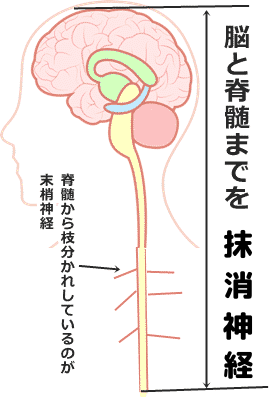 脊髄神経と末梢神経の説明