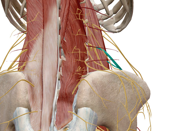 腰椎3番 外側大腿皮神経